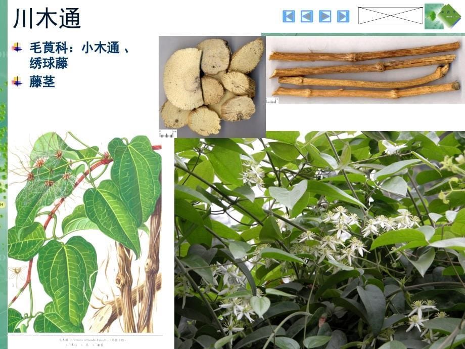 利尿通淋药(中药学图谱)_第5页