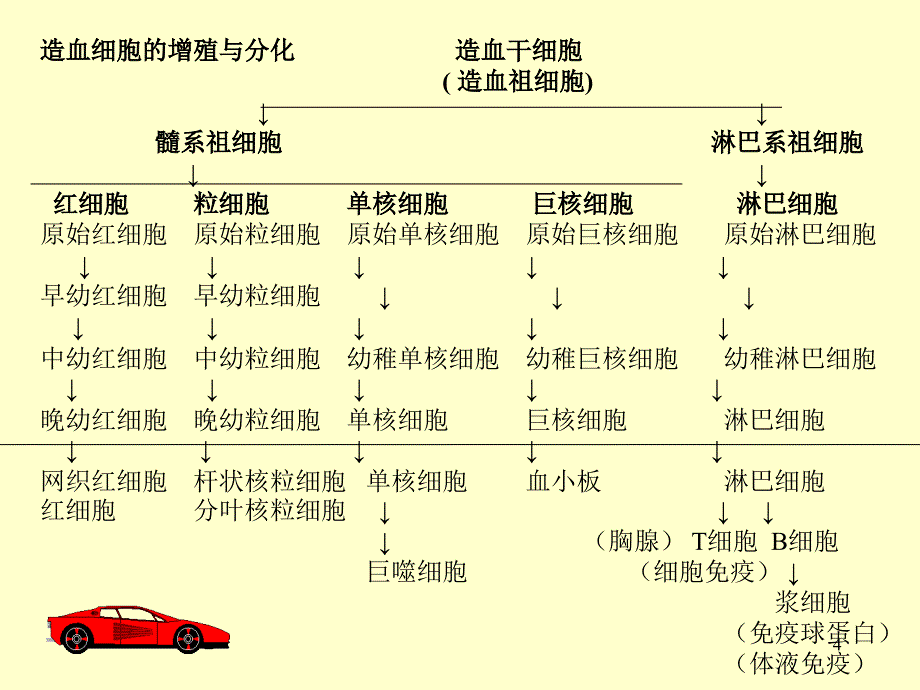 白血病教学课件_第4页