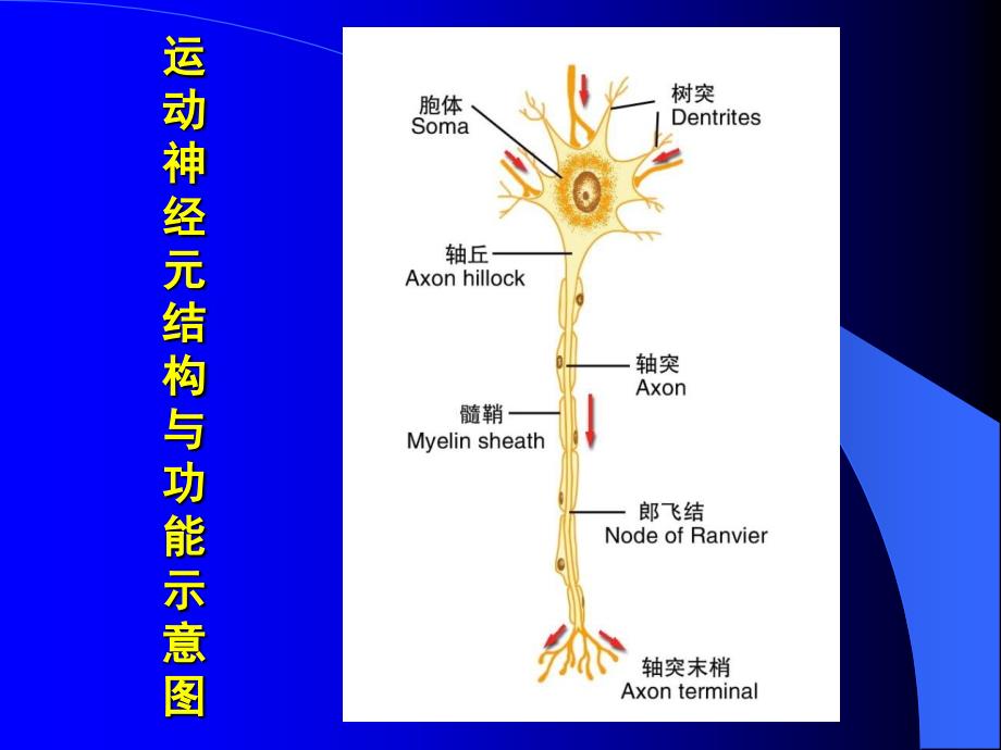 《医学神经系统》PPT课件_第4页