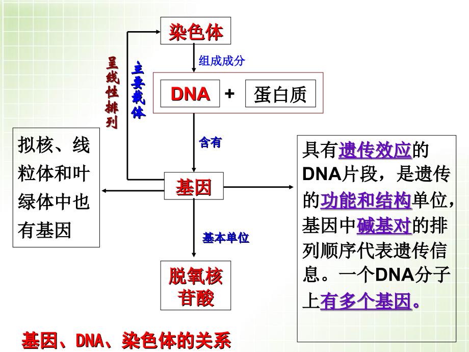 基因的表达理科PPT课件_第4页