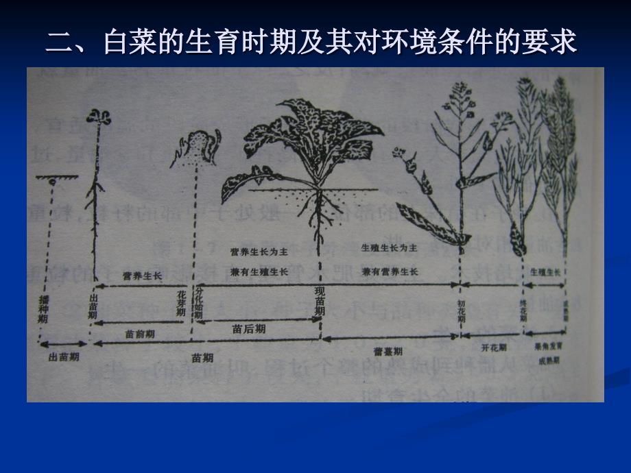 白菜栽培的生物学基础_第4页