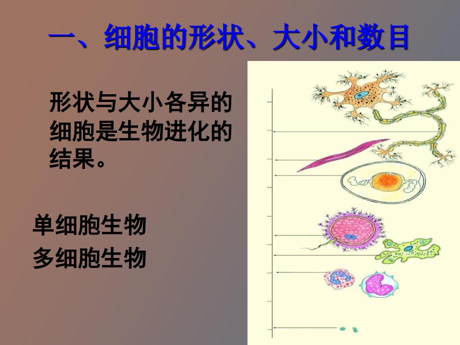 细胞的形态结构_第2页