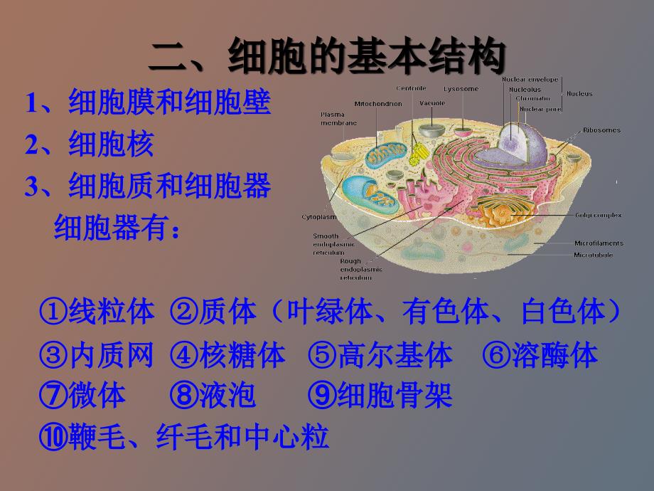 细胞的形态结构_第3页