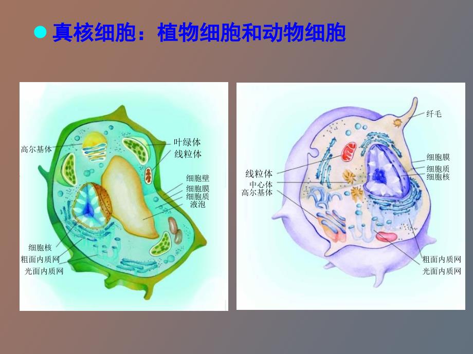 细胞的形态结构_第4页