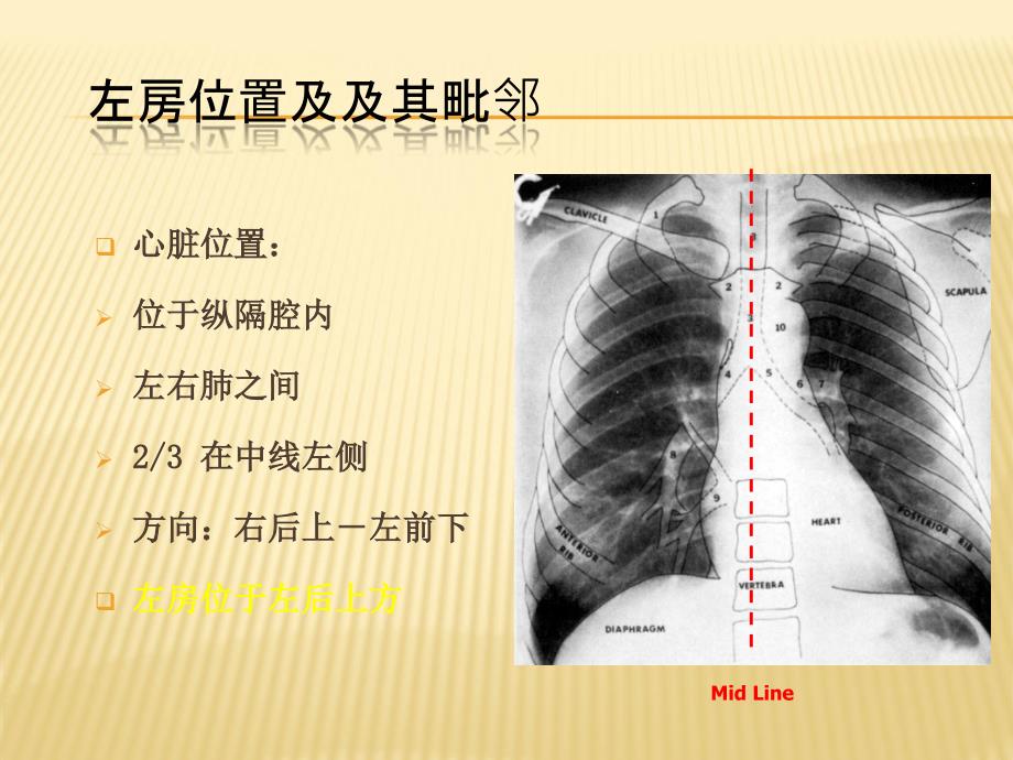 左房解剖学基础ppt课件_第4页