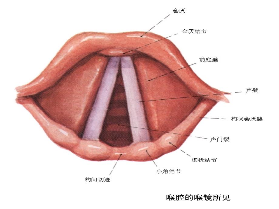 正常纤维支气管镜下结构_第2页