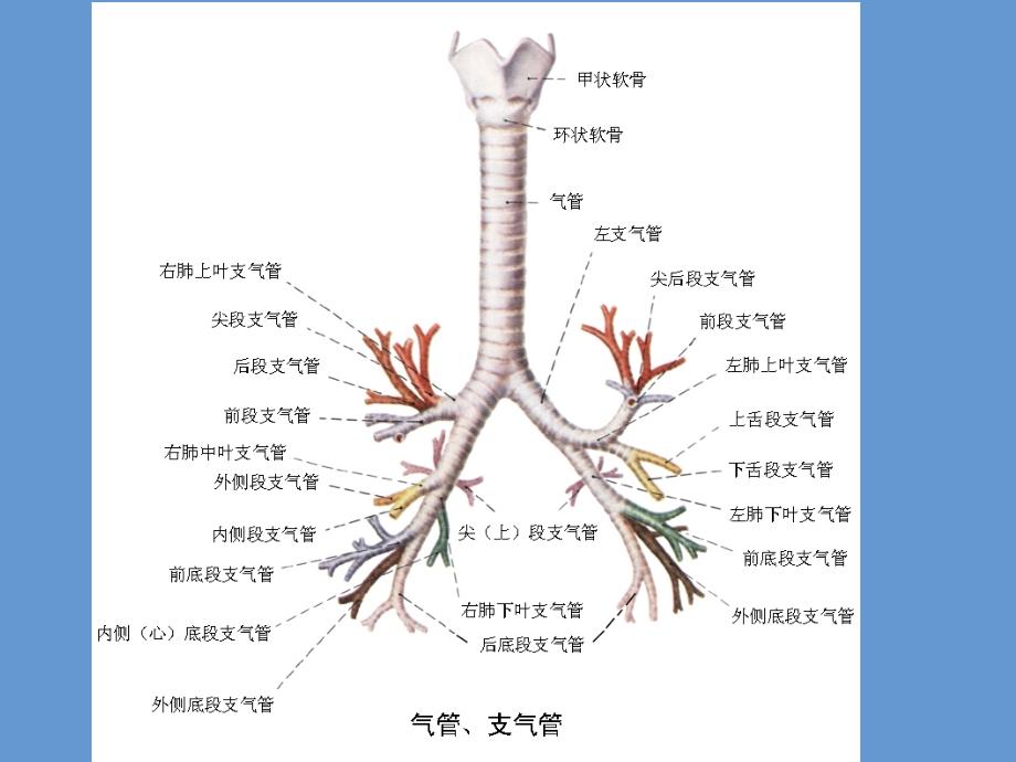 正常纤维支气管镜下结构_第4页