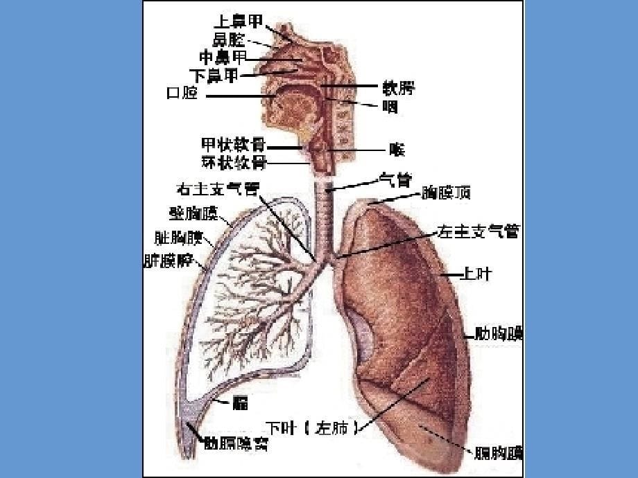 正常纤维支气管镜下结构_第5页