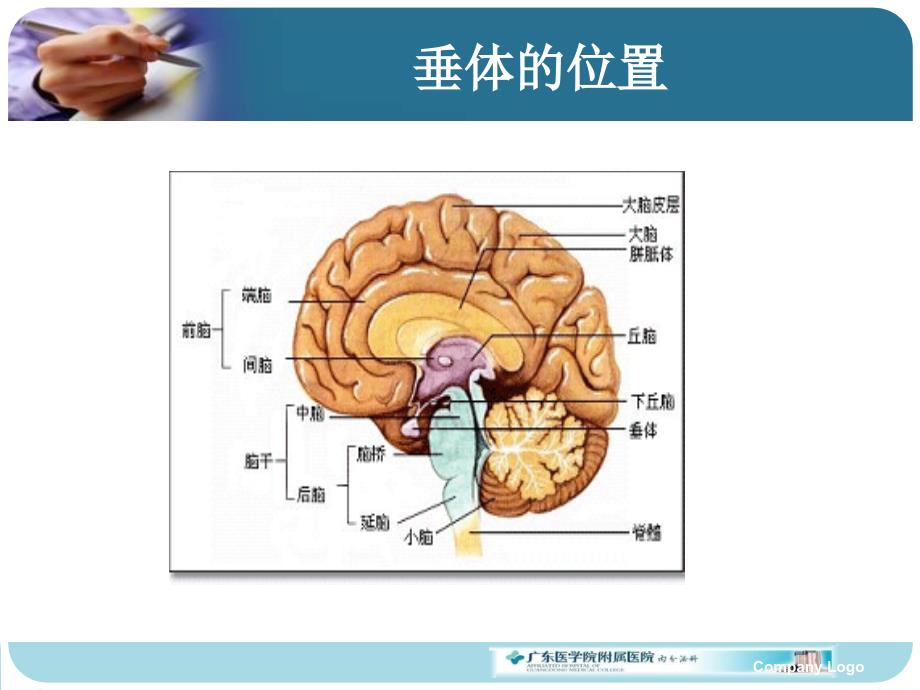 内科学教学课件：腺垂体功能减退_第3页