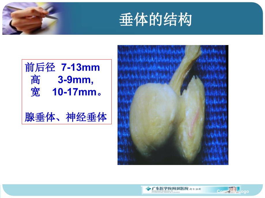 内科学教学课件：腺垂体功能减退_第4页