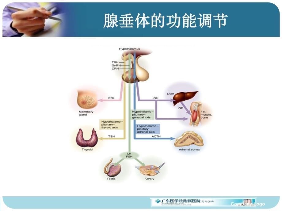 内科学教学课件：腺垂体功能减退_第5页