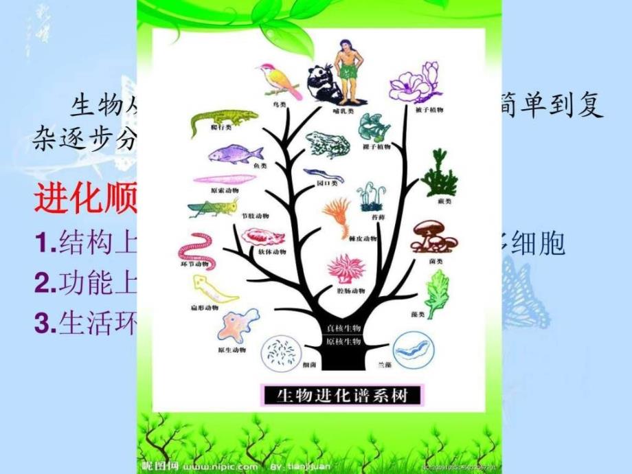 生物进化的证据种群是进化的基本单位_第2页