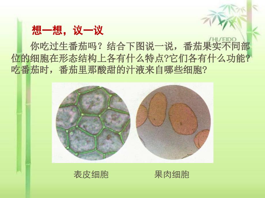 第3节植物体的结构层次_第3页