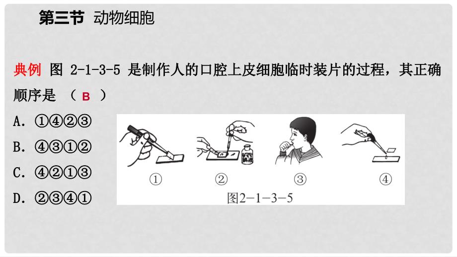 七年级生物上册 第二单元 第一章 第三节 动物细胞课件 （新版）新人教版_第4页