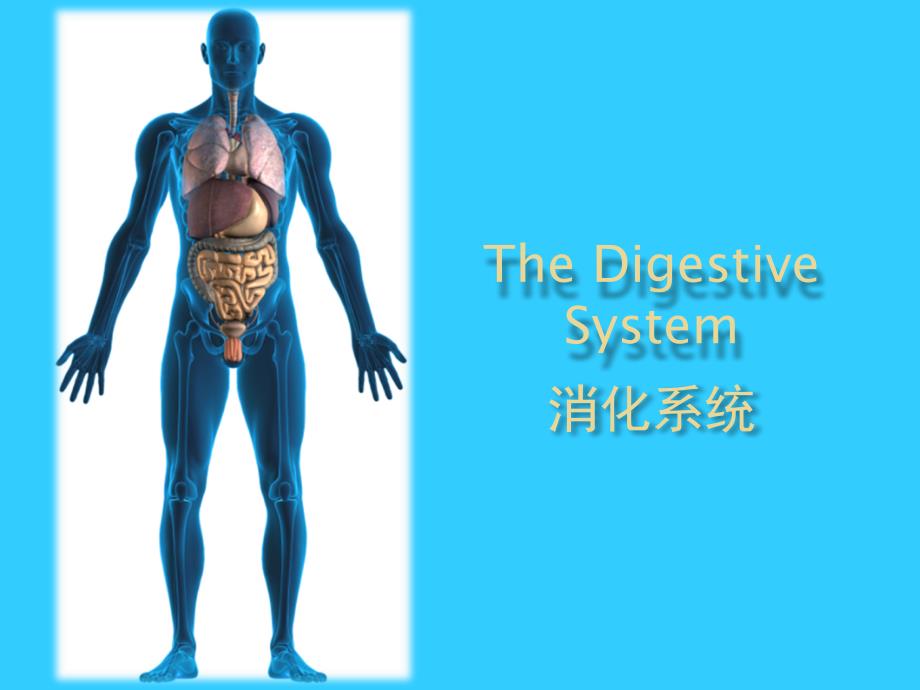 医学教学课件：消化系统_第1页