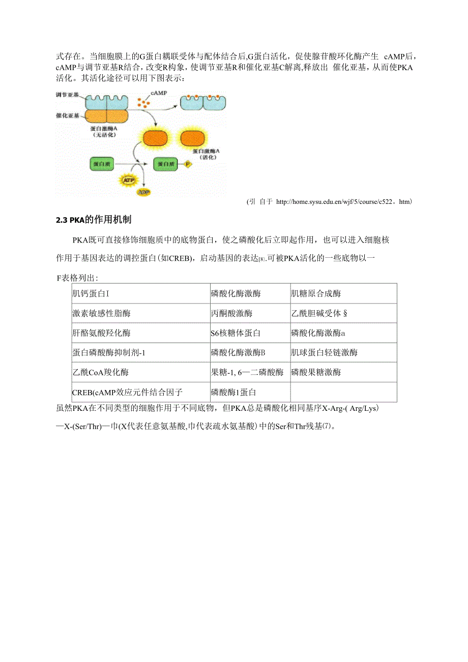 PKA和PKC的分子结构和作用机制_第3页