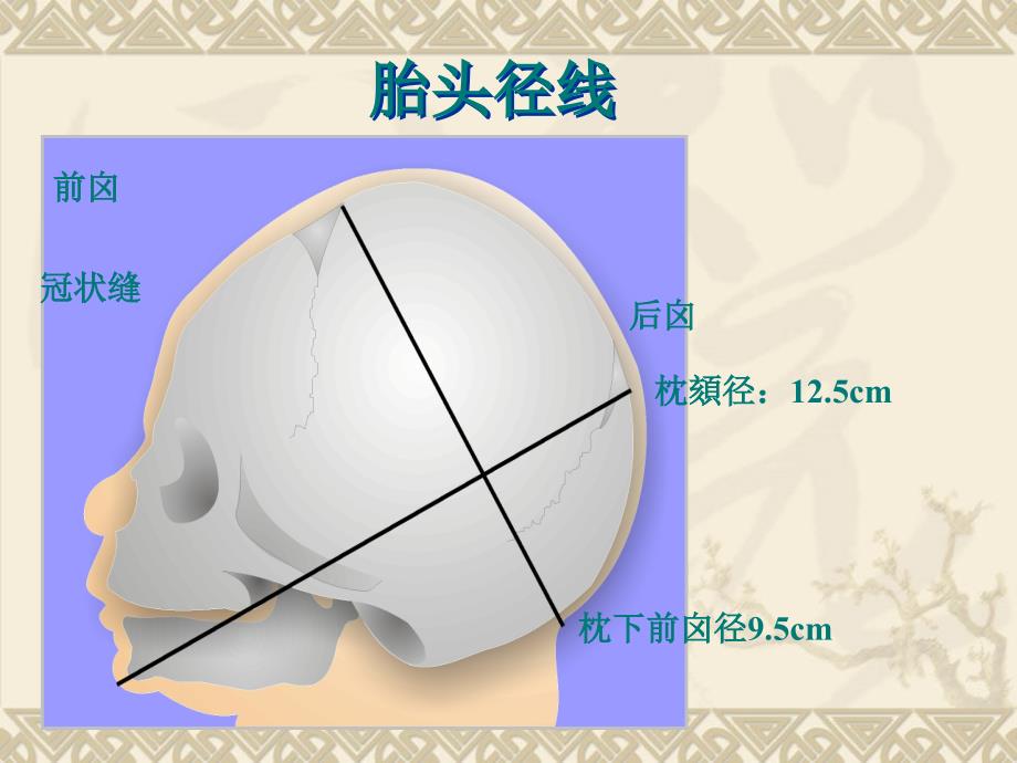 妇产科胎头结构_第3页