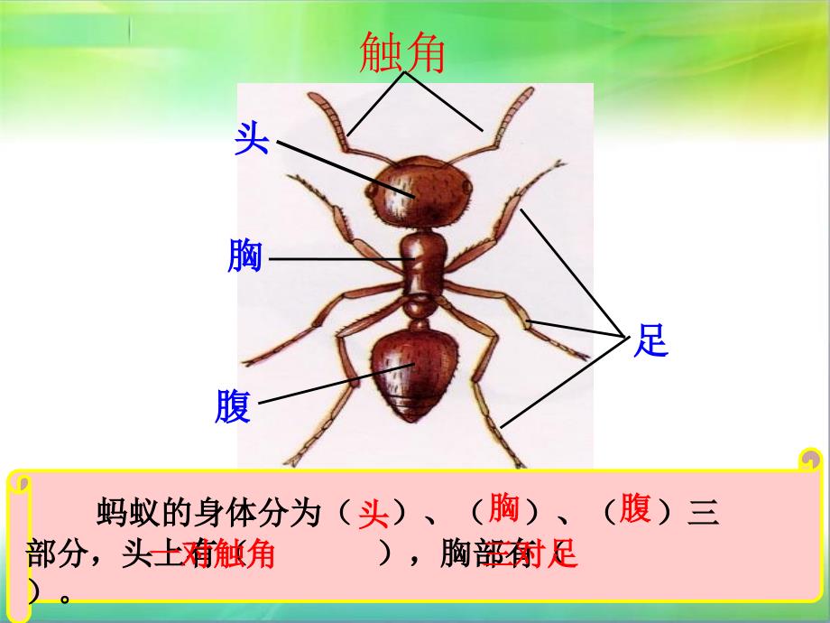 蚂蚁青岛版科学三下高新收课件_第3页