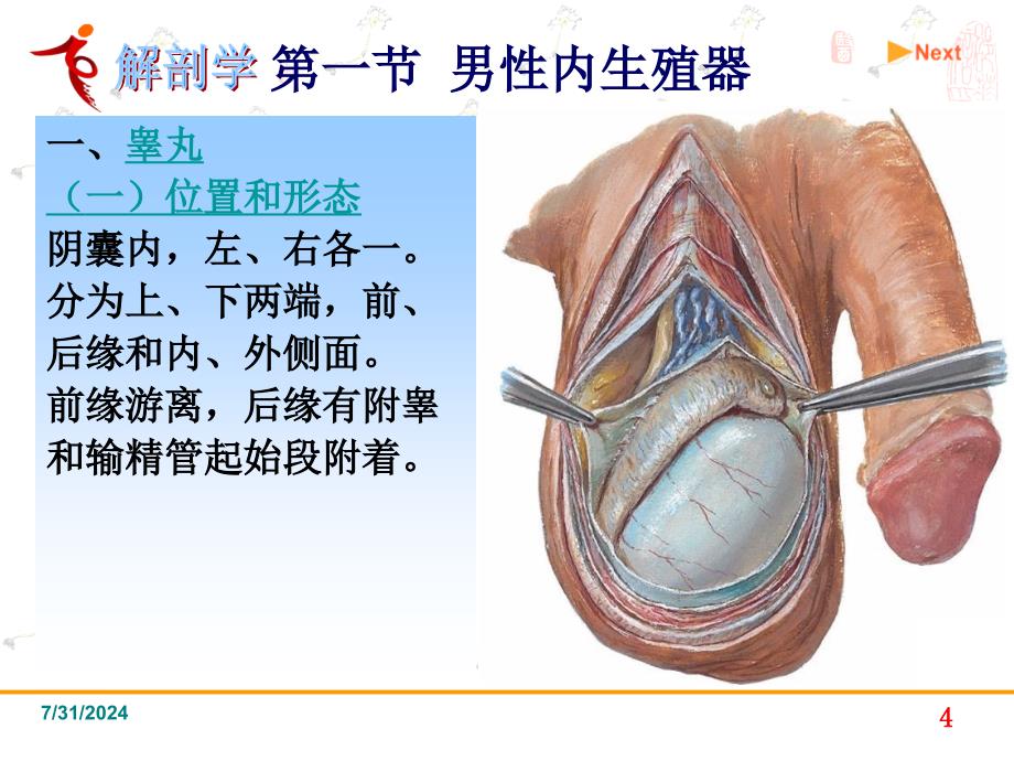 《系统解剖学》教学课件：7男性生殖_第4页