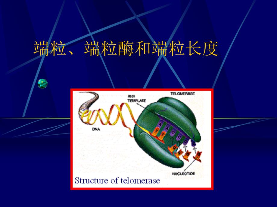 端粒端粒酶和端粒长度课件_第1页