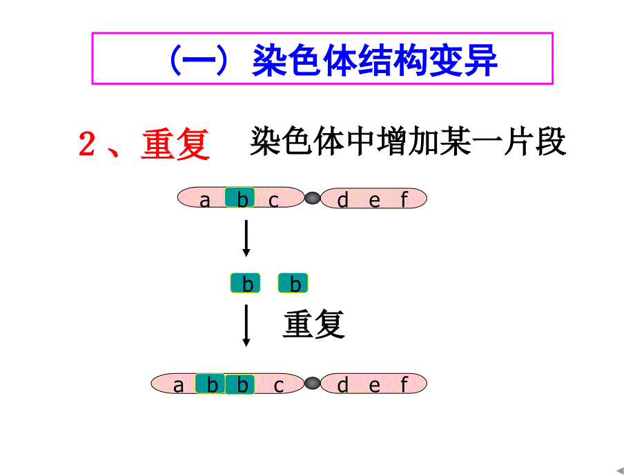 染色体变异总结_第4页