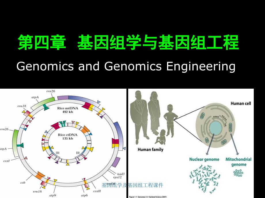 基因组学及基因组工程课件_第1页