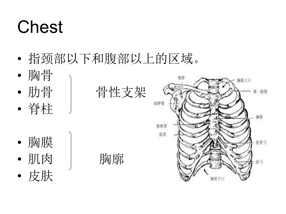 诊断学胸部和肺体格检查ppt课件_第3页