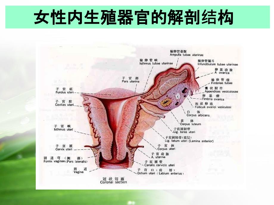 妇科生殖保健课件_第4页