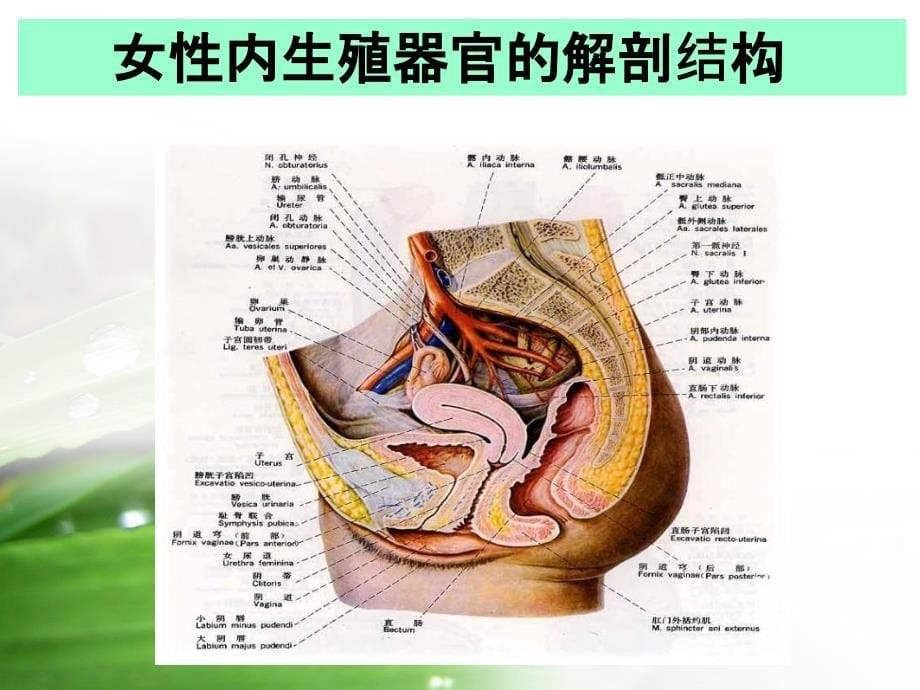 妇科生殖保健课件_第5页