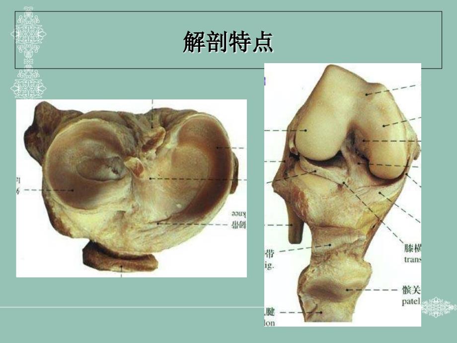 最新：膝关半月板损伤课件文档资料_第1页