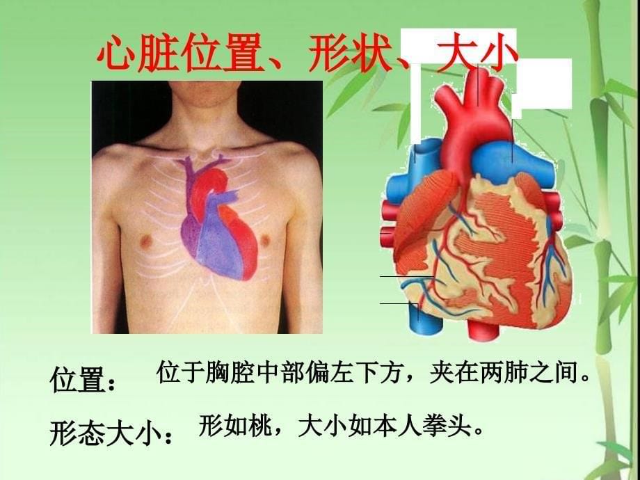 《输送血液的泵》PPT课件_第5页