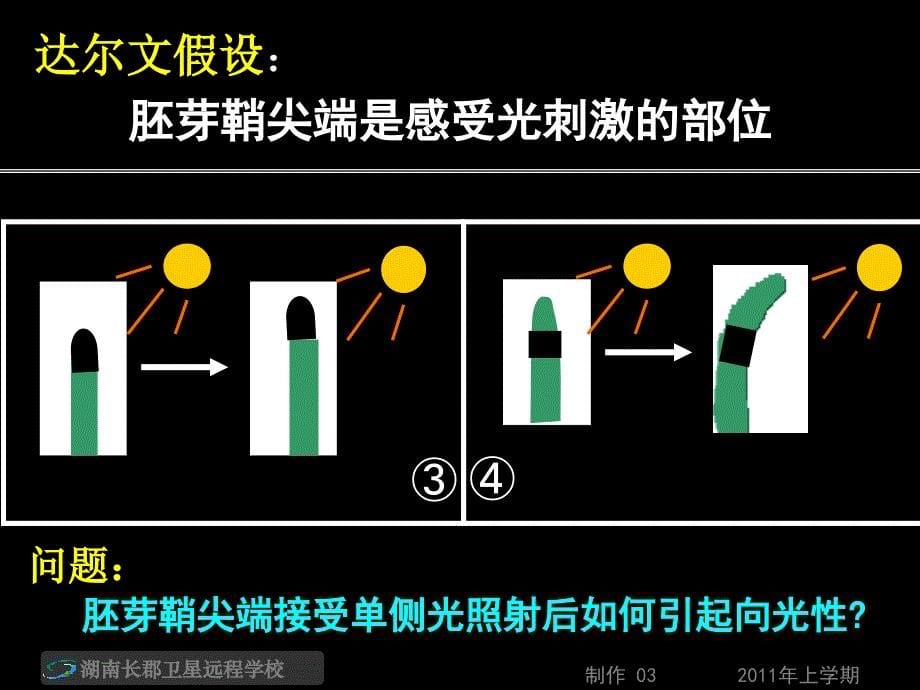 植物生长素的发现_第5页