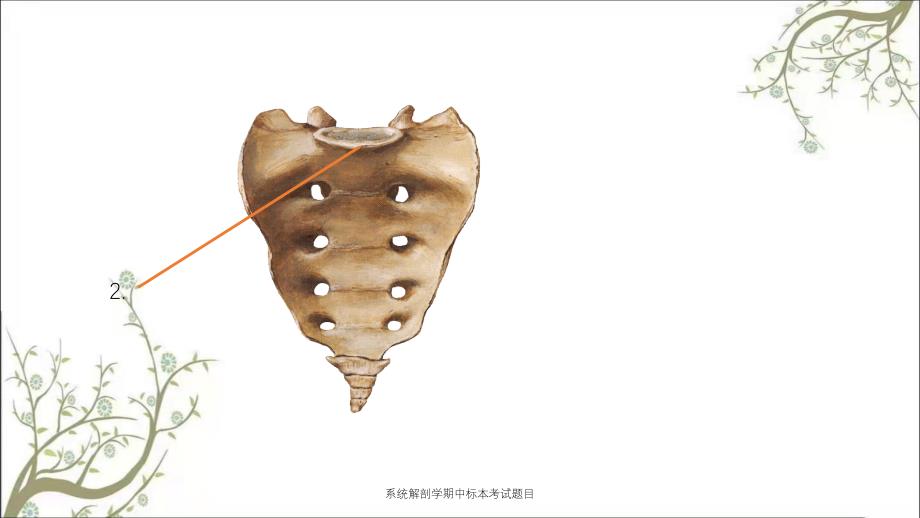 系统解剖学期中标本考试题目_第2页