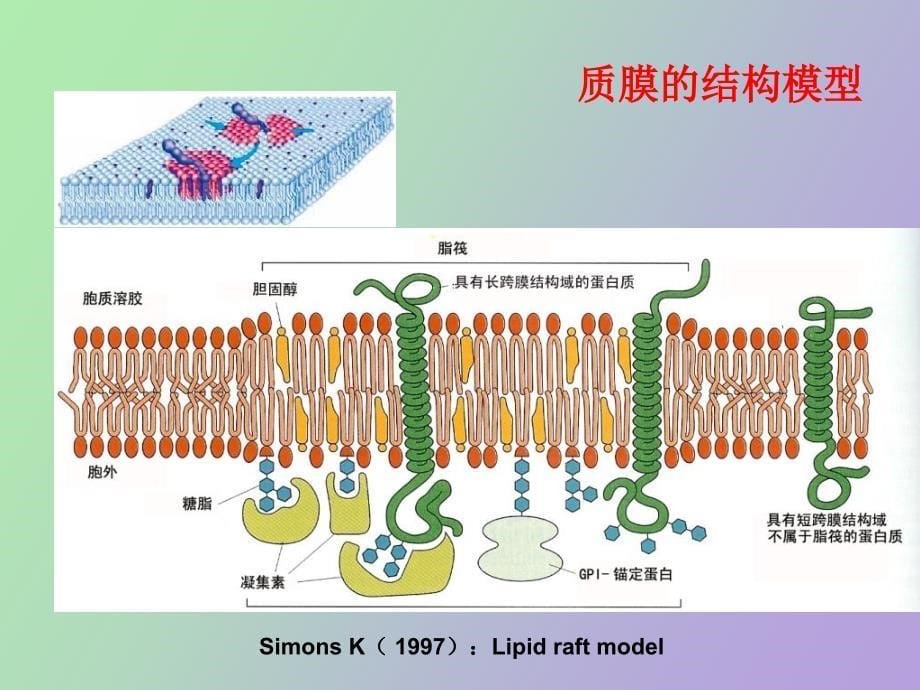 细胞质膜与物质的跨膜运输_第5页