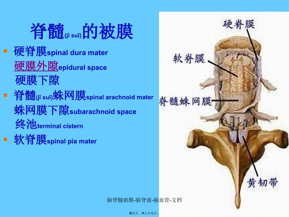 脑脊髓被膜脑脊液脑血管文档课件_第3页