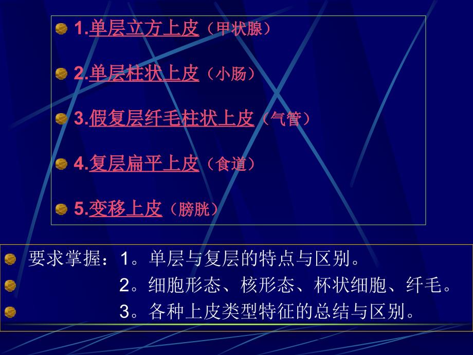 《组织学与胚胎学》实验课件：实验一复习-36学时_第2页