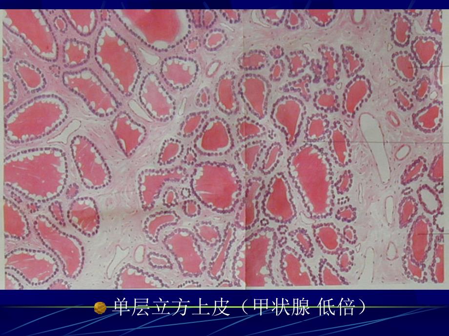 《组织学与胚胎学》实验课件：实验一复习-36学时_第3页