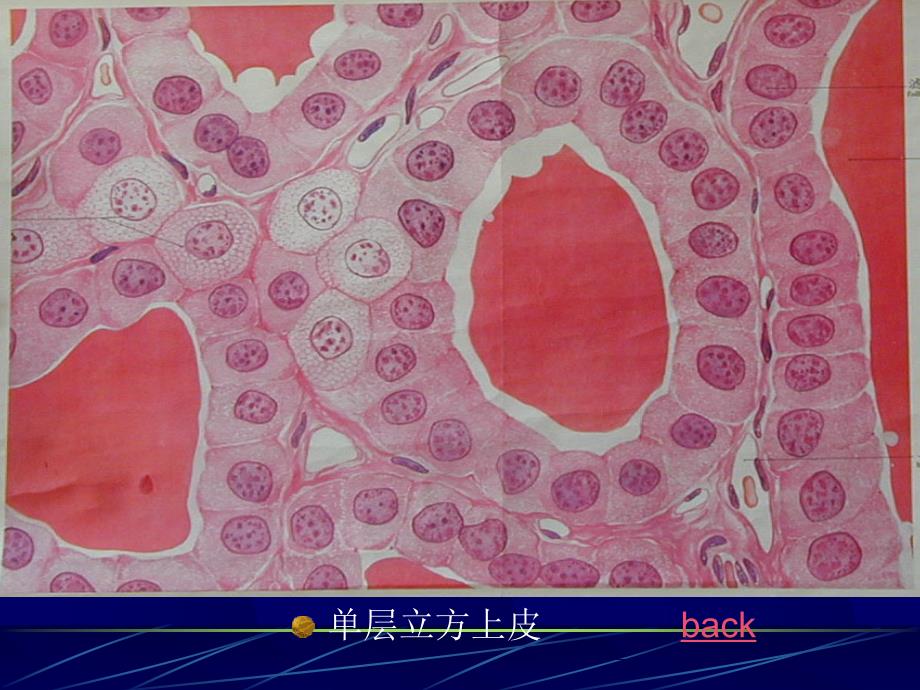 《组织学与胚胎学》实验课件：实验一复习-36学时_第4页