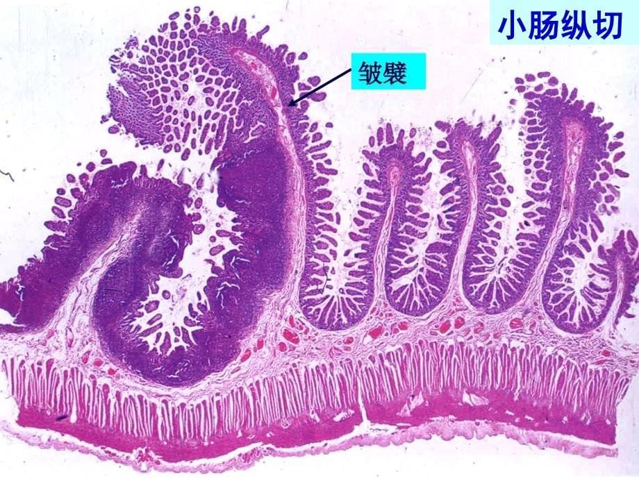 《组织学与胚胎学》实验课件：实验一复习-36学时_第5页