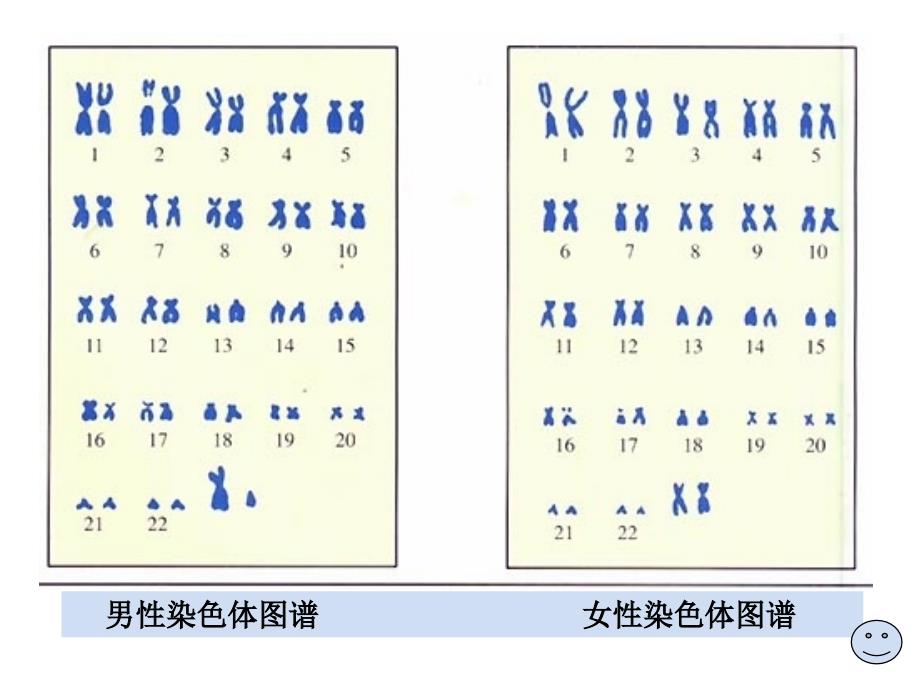 时精子的形成过程_第1页