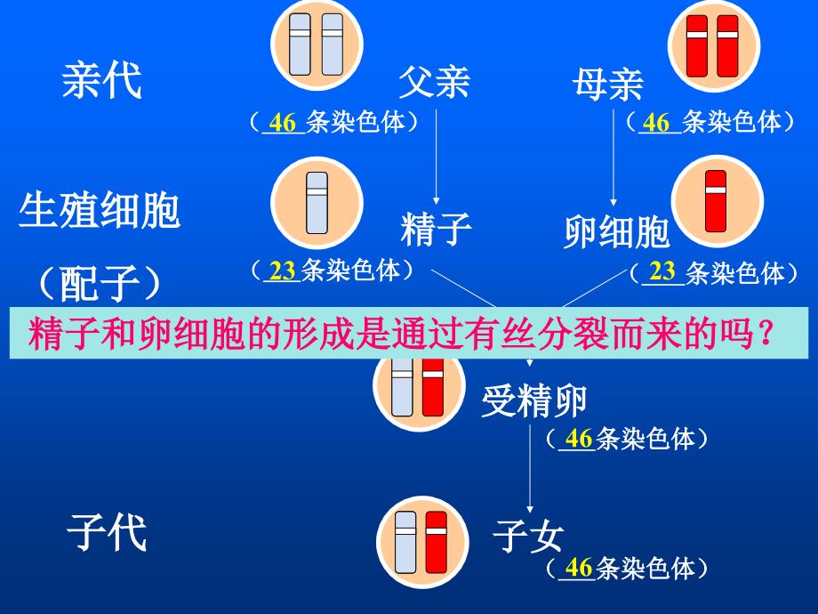 时精子的形成过程_第2页