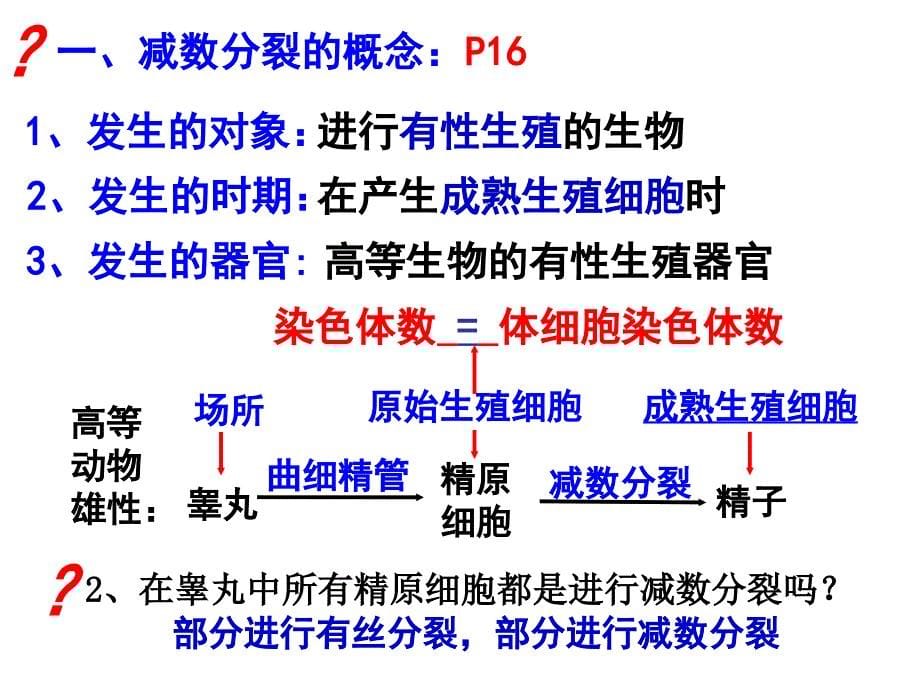 时精子的形成过程_第5页