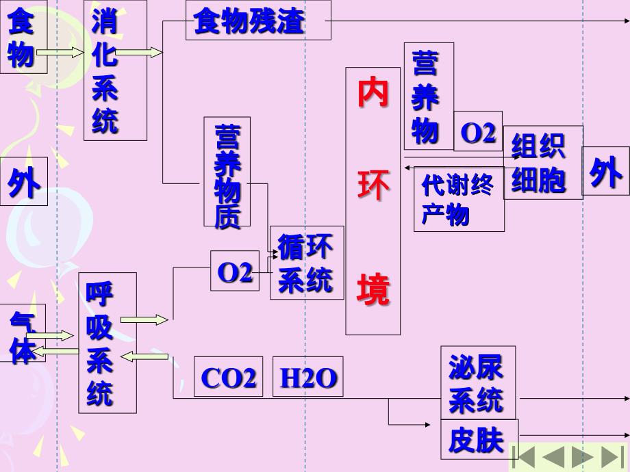 人和动物体内三大营养物质代谢ppt课件_第4页