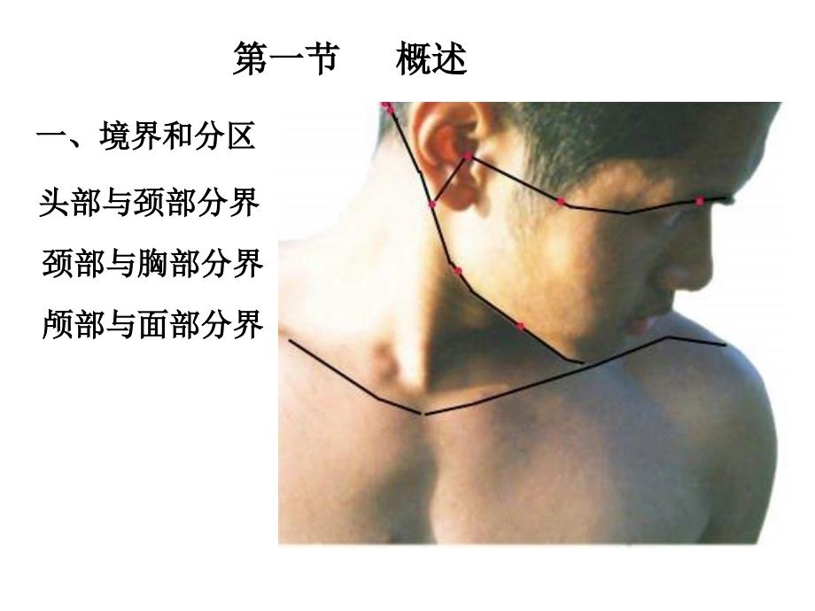 临床医学五制局部解剖学课件头部_第3页