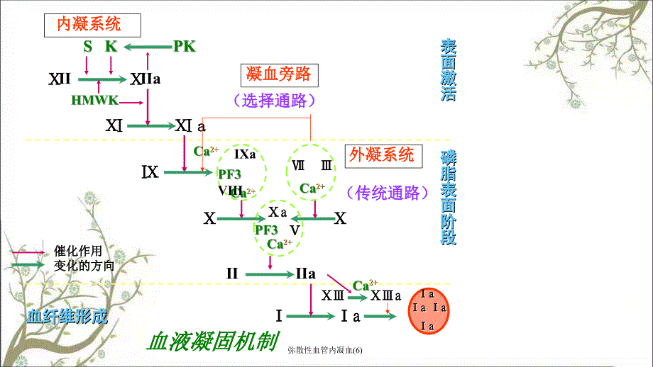 弥散性血管内凝血(6)课件_第2页