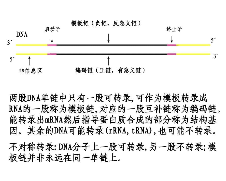 RNA生物合成和加工课件_第5页