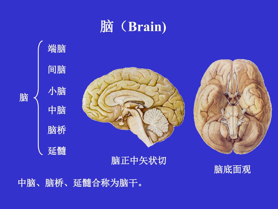 脑干 基础医学概要_第2页