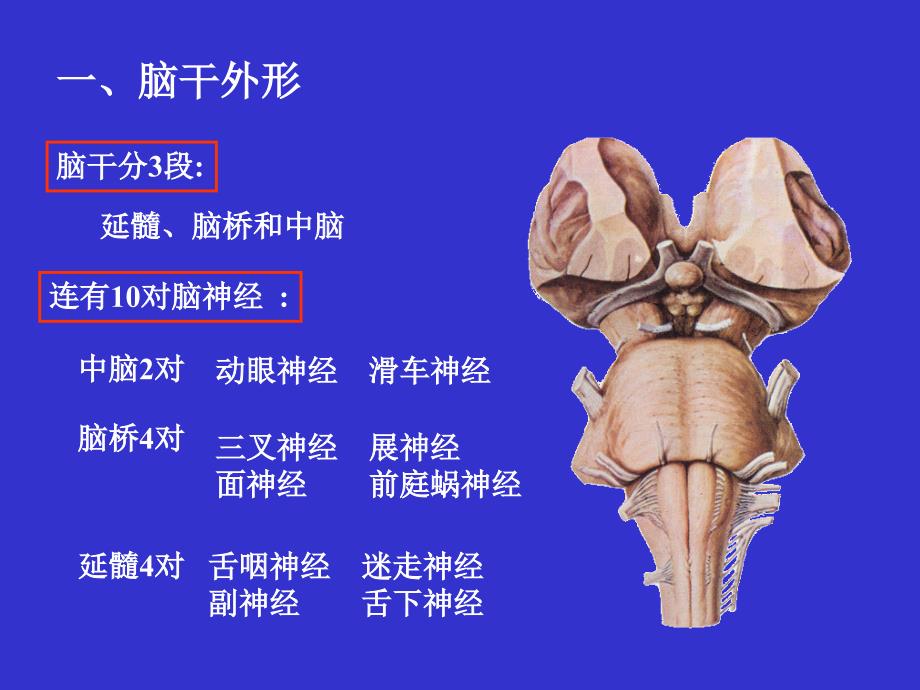 脑干 基础医学概要_第4页