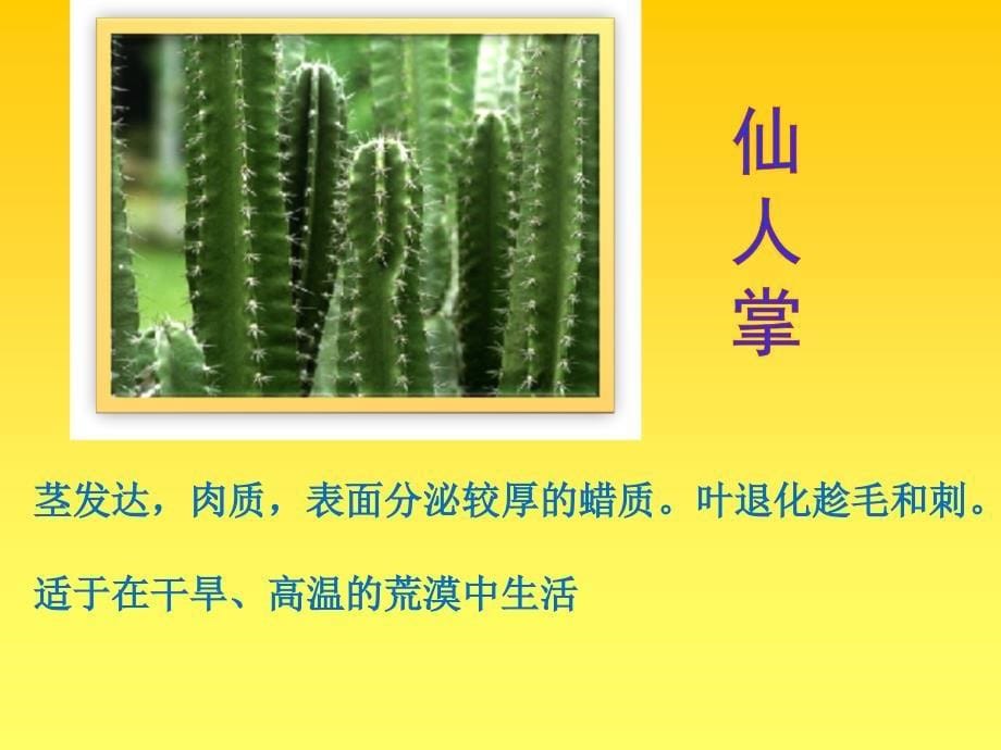 第二节　环境对生物的影响_第5页