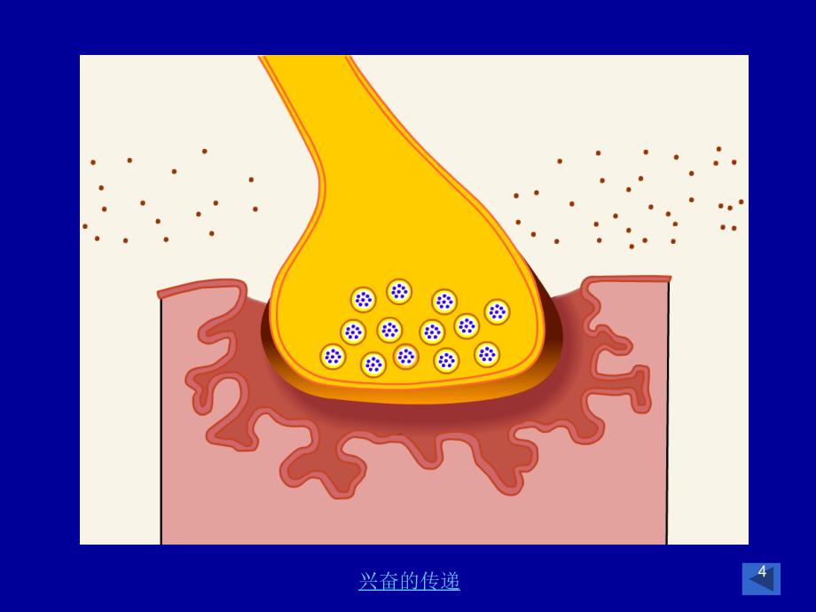 骨骼肌生理ppt课件_第4页